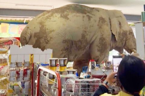 Ein Elefant stand plötzlich in einem thailändischen Kiosk