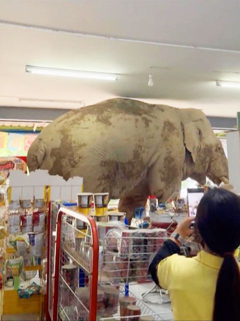 Ein Elefant stand plötzlich in einem thailändischen Kiosk
