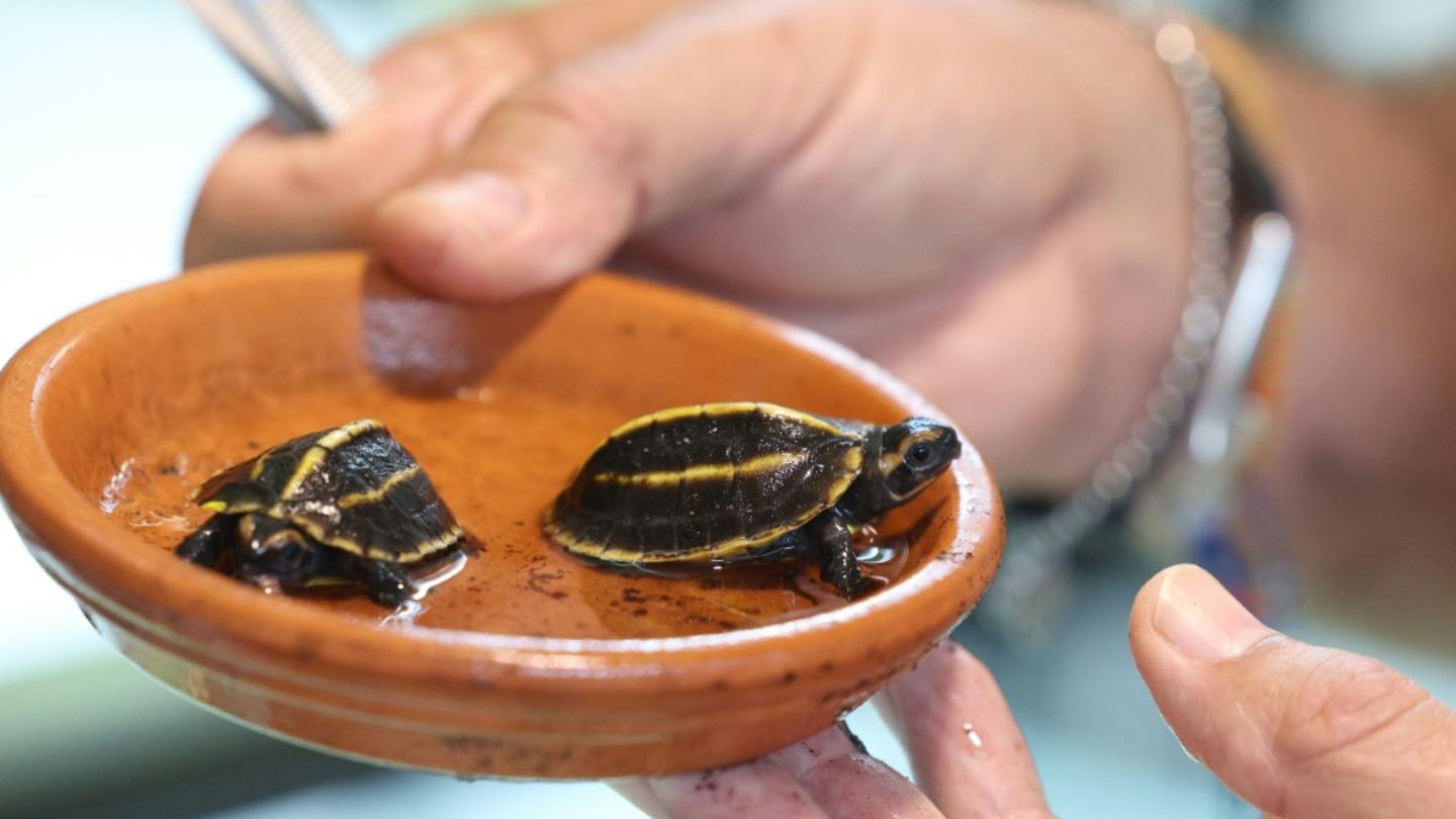 Nachwuchs in A Cupulatta