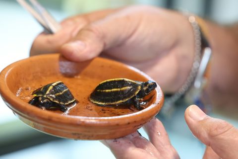 Nachwuchs in A Cupulatta