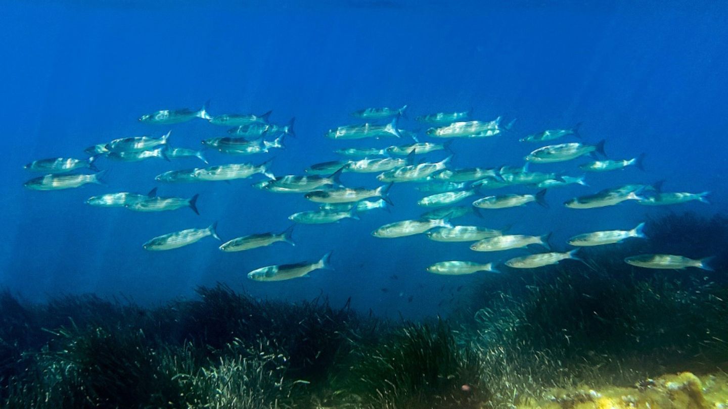Fische im Meer