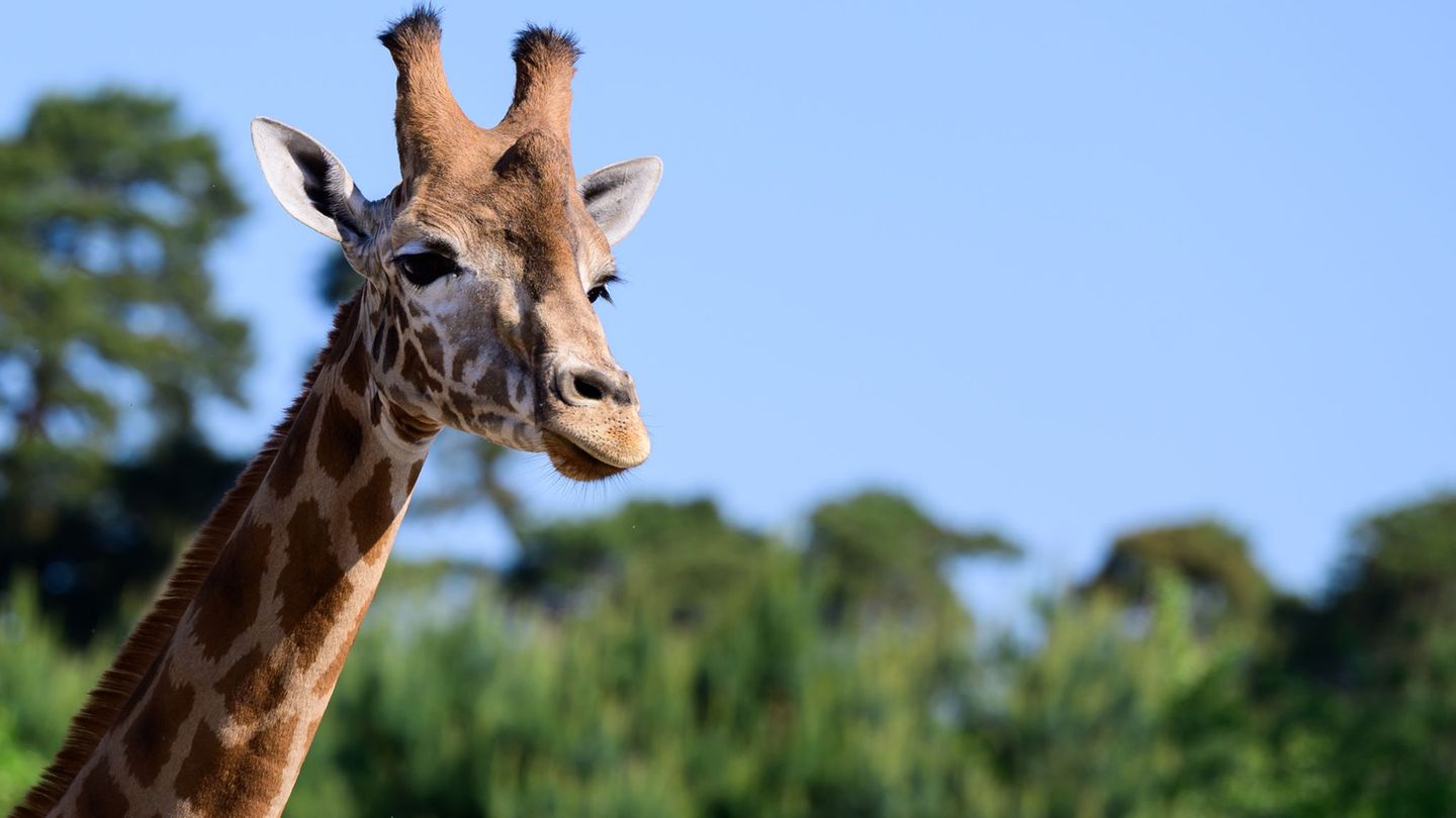 Bedrohte-Tierarten-Einzigartig-Drei-Giraffenarten-in-Serengeti
