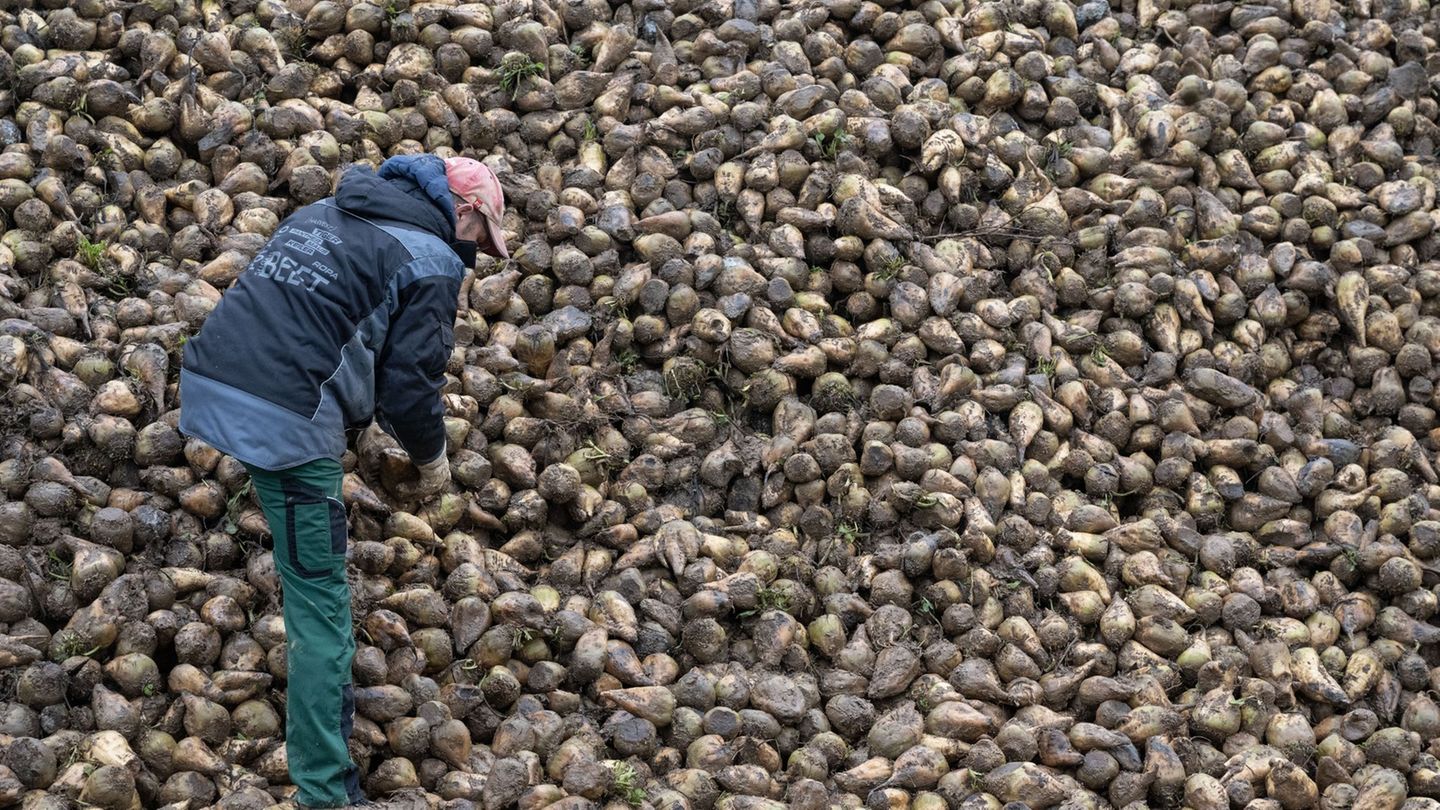 Agriculture: Like a Zikade sugar beet and potatoes threatened
