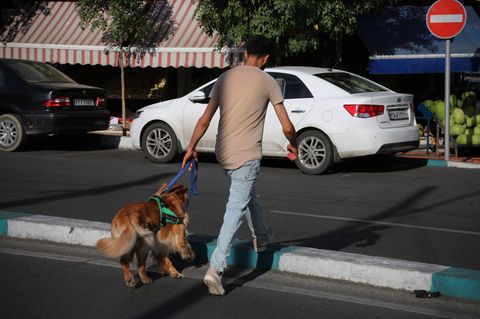 Iran: Ein Mann mit Hund in Teheran