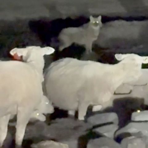 Der Goldschakal wurde unter anderem im Mai von einer Wildtierkamera auf Sylt festgehalten