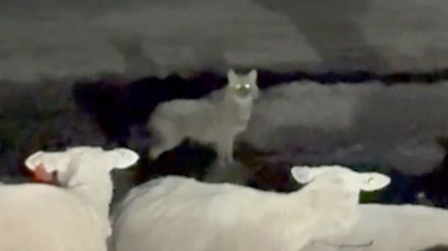 Der Goldschakal wurde unter anderem im Mai von einer Wildtierkamera auf Sylt festgehalten