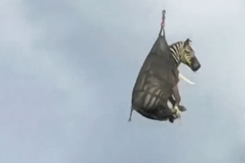 Ein ausgebüxtes Zebra wird in einem Sack mit einem Hubschrauber zurück transportiert