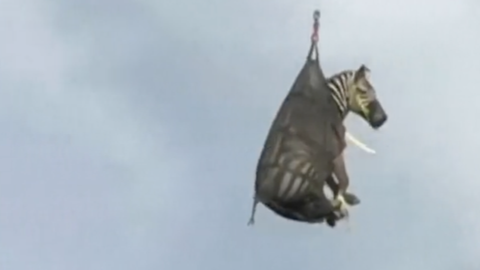 Spektakuläre Aufnahmen: Polizei fängt ausgebüxtes Zebra mit Hubschrauber ein Ein ausgebüxtes Zebra wird in einem Sack mit einem Hubschrauber zurück transportiert