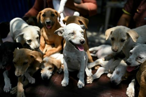 Hundewelpen
