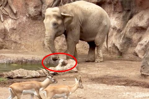 Ein Elefant rettet ein Gazellen-Kitz aus einem Wassergraben