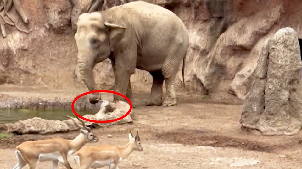 Ein Elefant rettet ein Gazellen-Kitz aus einem Wassergraben