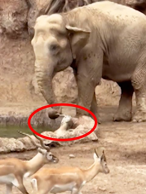 Ein Elefant rettet ein Gazellen-Kitz aus einem Wassergraben