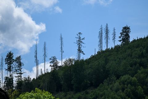 Wald in der Nähe von Hagen