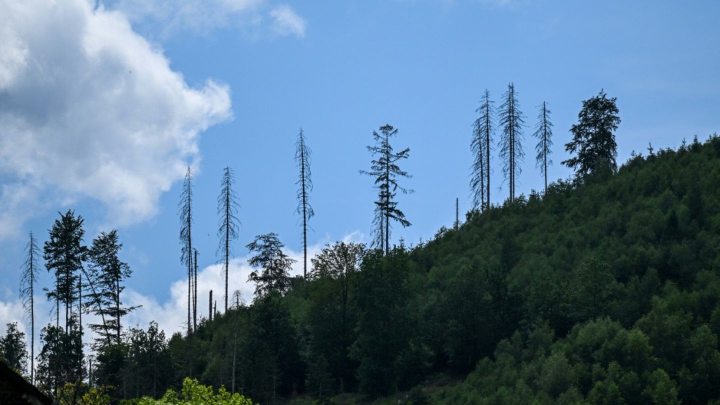 Wald in der Nähe von Hagen