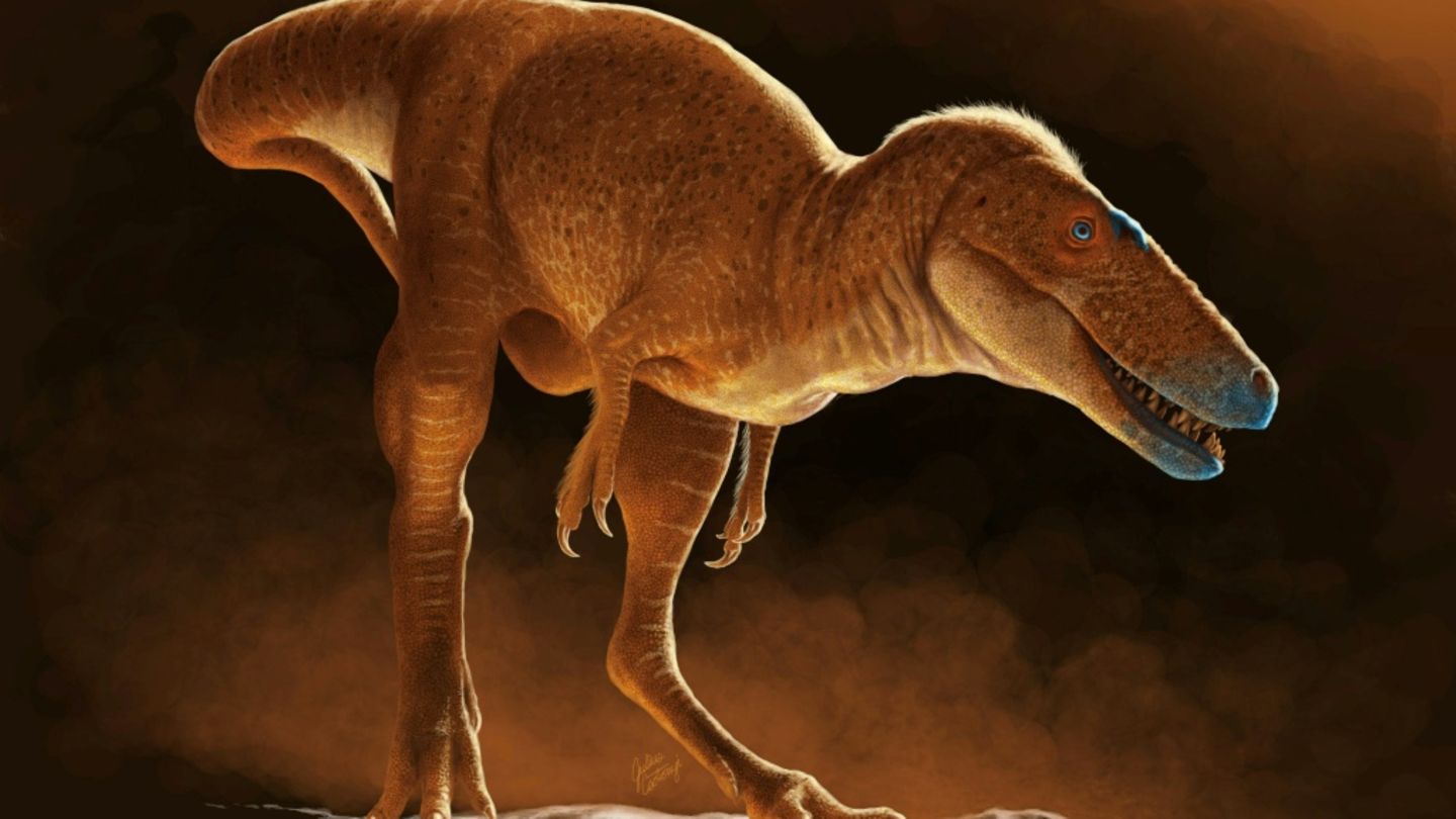 Modell des grazilen T-Rex-Vorfahren