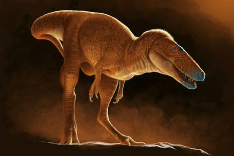 Modell des grazilen T-Rex-Vorfahren