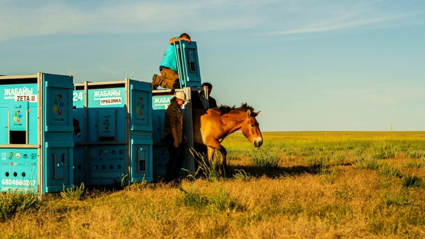 Przewalski-Pferd wird in Kasachstan freigelassen
