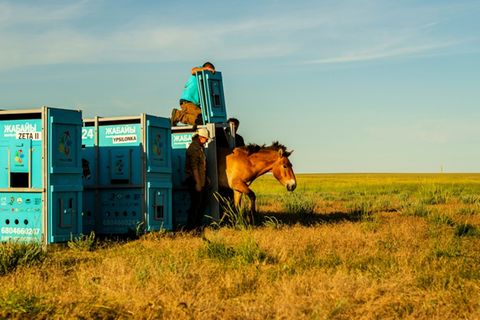 Przewalski-Pferd wird in Kasachstan freigelassen