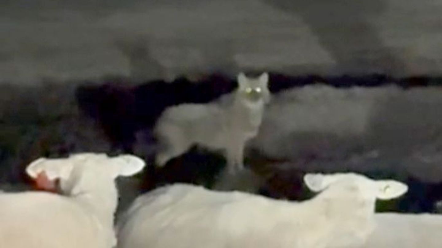 Der Goldschakal wurde unter anderem im Mai von einer Wildtierkamera auf Sylt festgehalten