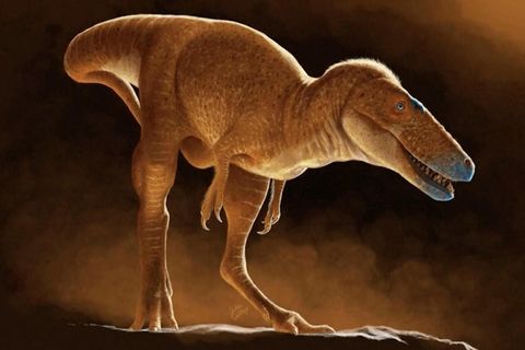 der Vorfahre des T-Rex: der Khankhuuluu