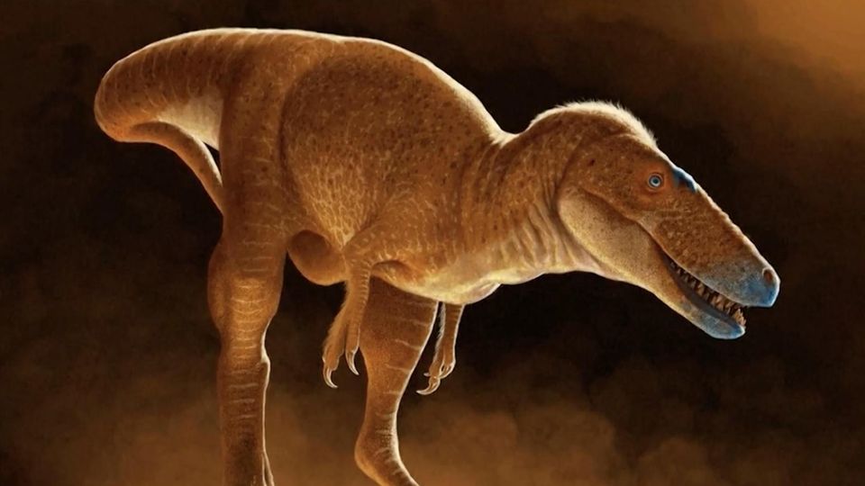 Sensationeller Dinofund in Kanada: Er soll der Vorgänger des T-Rex sein der Vorfahre des T-Rex: der Khankhuuluu