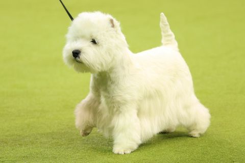 West Highland White Terrier