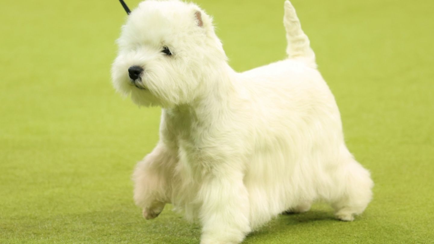 West Highland White Terrier