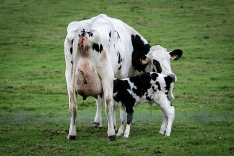 Kuh mit Kalb auf Wiese