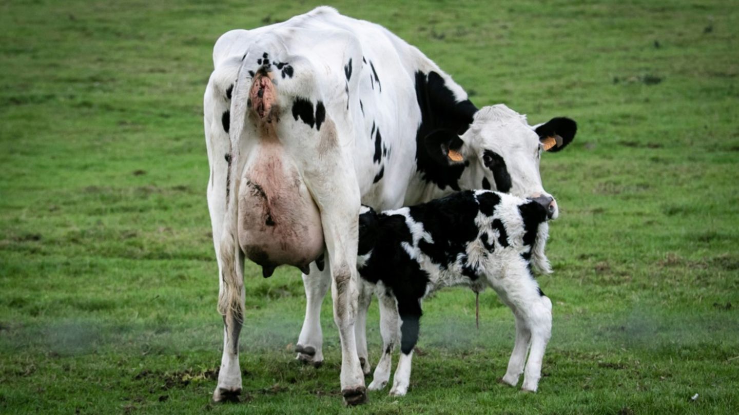 Kuh mit Kalb auf Wiese
