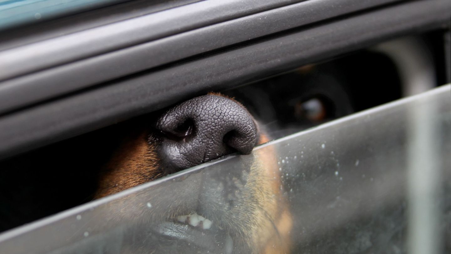 Esslingen-Polizei-befreit-Hund-Besitzerin-kommt-berauscht-auf-Wache