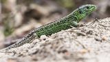 Reptilien: männliche Zauneidechse