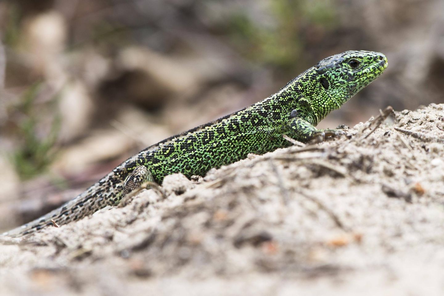 Reptilien: männliche Zauneidechse Reptilien: männliche Zauneidechse