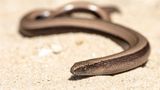 Reptilien Blindscheiche im Porträt