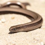 Reptilien Blindscheiche im Porträt