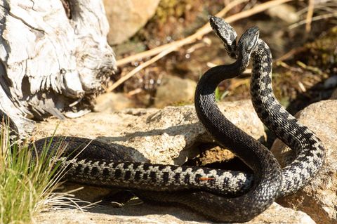 Reptilien zwei Kreuzottern kämpfen mit erhobenen Vorderkörpern