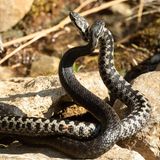 Reptilien zwei Kreuzottern kämpfen mit erhobenen Vorderkörpern