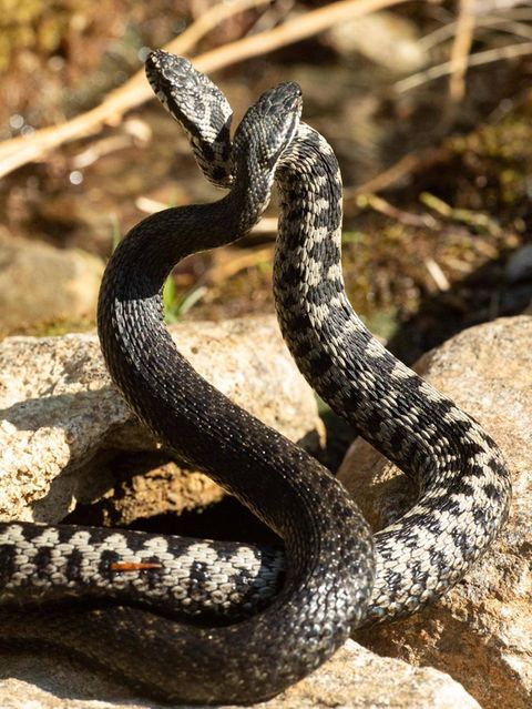 Reptilien zwei Kreuzottern kämpfen mit erhobenen Vorderkörpern