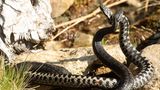 Reptilien zwei Kreuzottern kämpfen mit erhobenen Vorderkörpern
