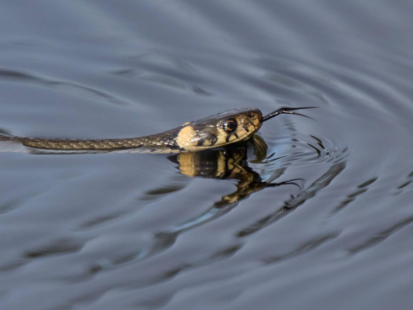 Reptilien Ringelnatter schwimmt Reptilien Ringelnatter schwimmt