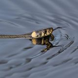 Reptilien Ringelnatter schwimmt