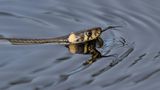 Reptilien Ringelnatter schwimmt