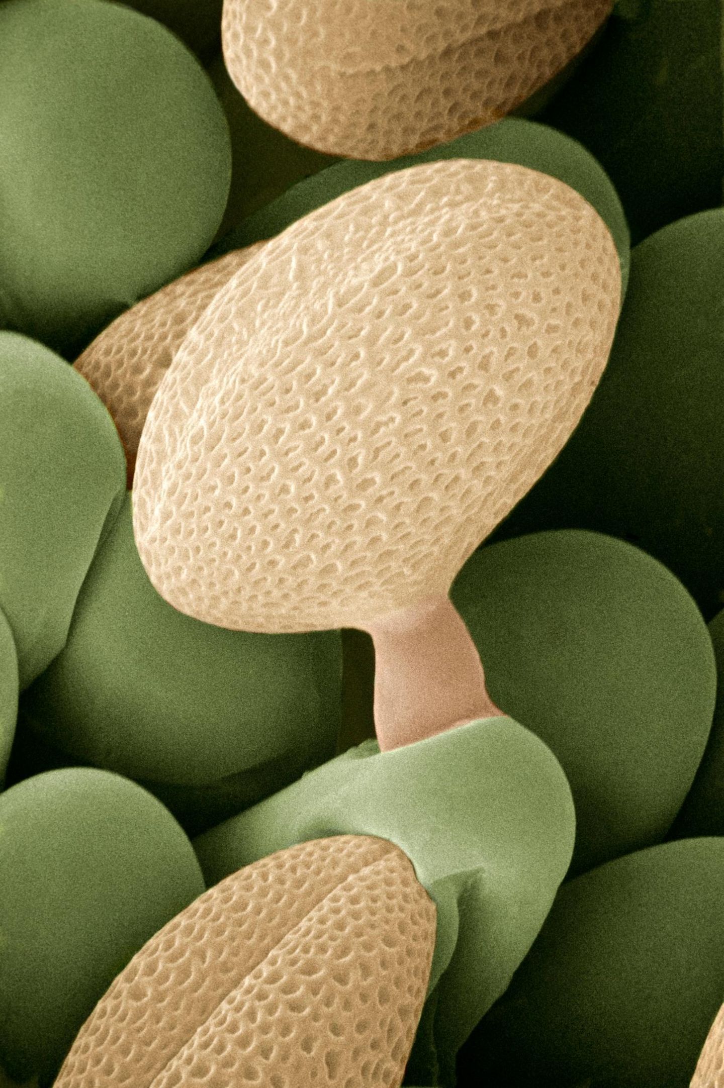Raps: In der Nähe von Feldern Raps Pollen rasterelektronenmikroskopische Aufnahme