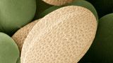 Raps Pollen rasterelektronenmikroskopische Aufnahme