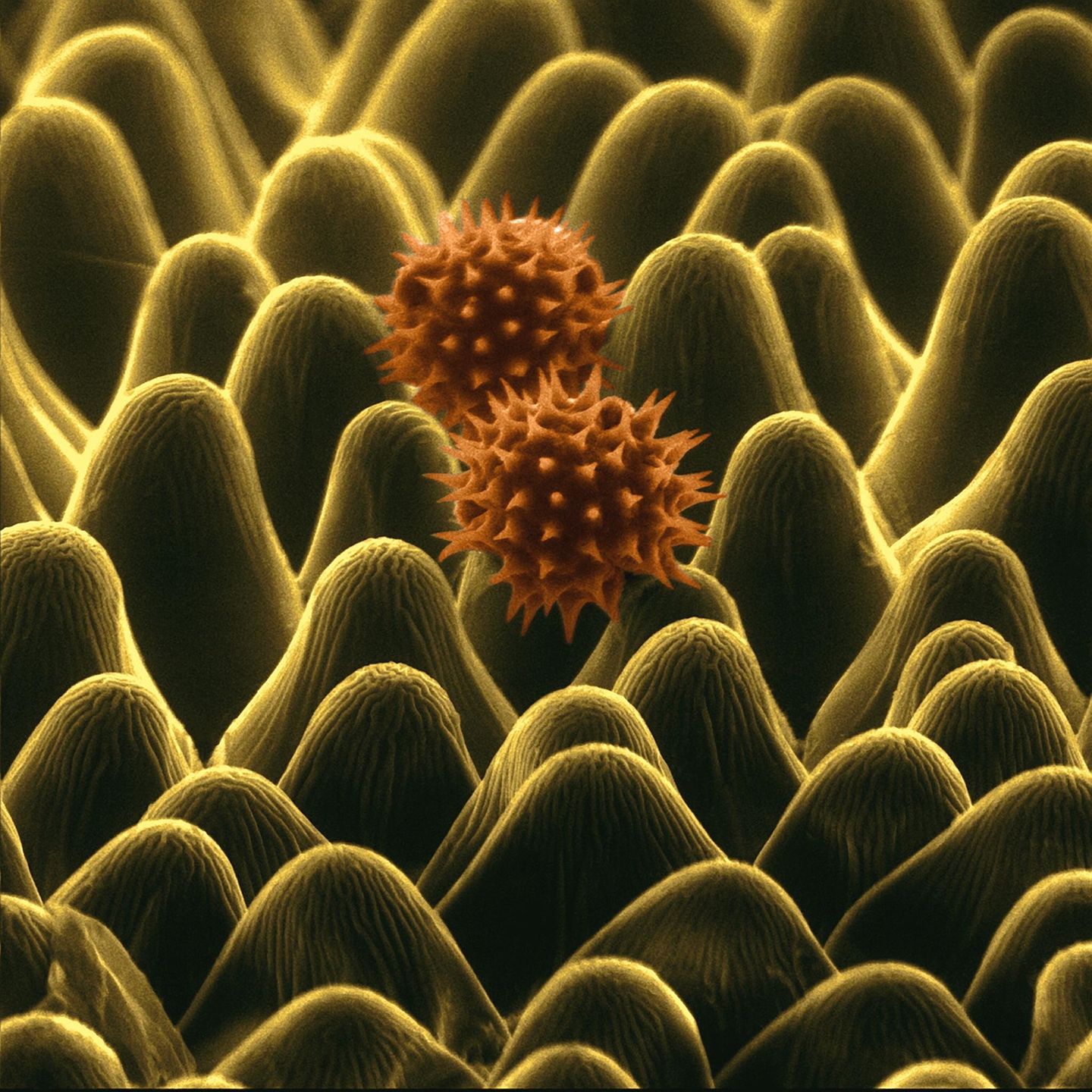 Sonnenblume: Nicht für den Wind gedacht Sonnenblumen Pollen rasterelektronenmikroskopische Aufnahme