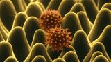 Sonnenblumen Pollen rasterelektronenmikroskopische Aufnahme