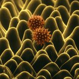 Sonnenblumen Pollen rasterelektronenmikroskopische Aufnahme