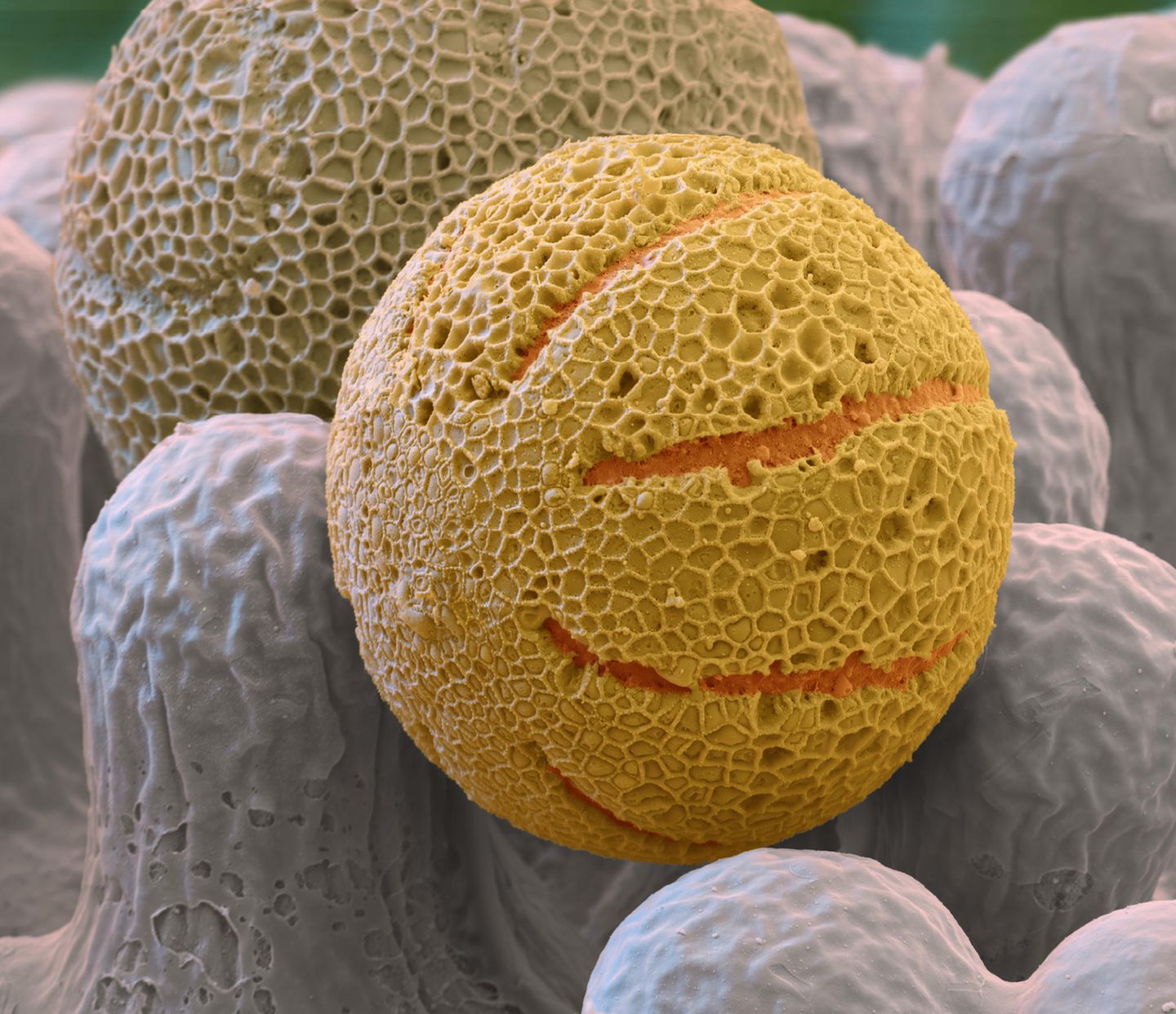 Primel: Ein Planet im Mikroformat Primel Pollen rasterelektronenmikroskopische Aufnahme