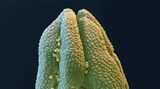Linde Pollen rasterelektronenmikroskopische Aufnahme