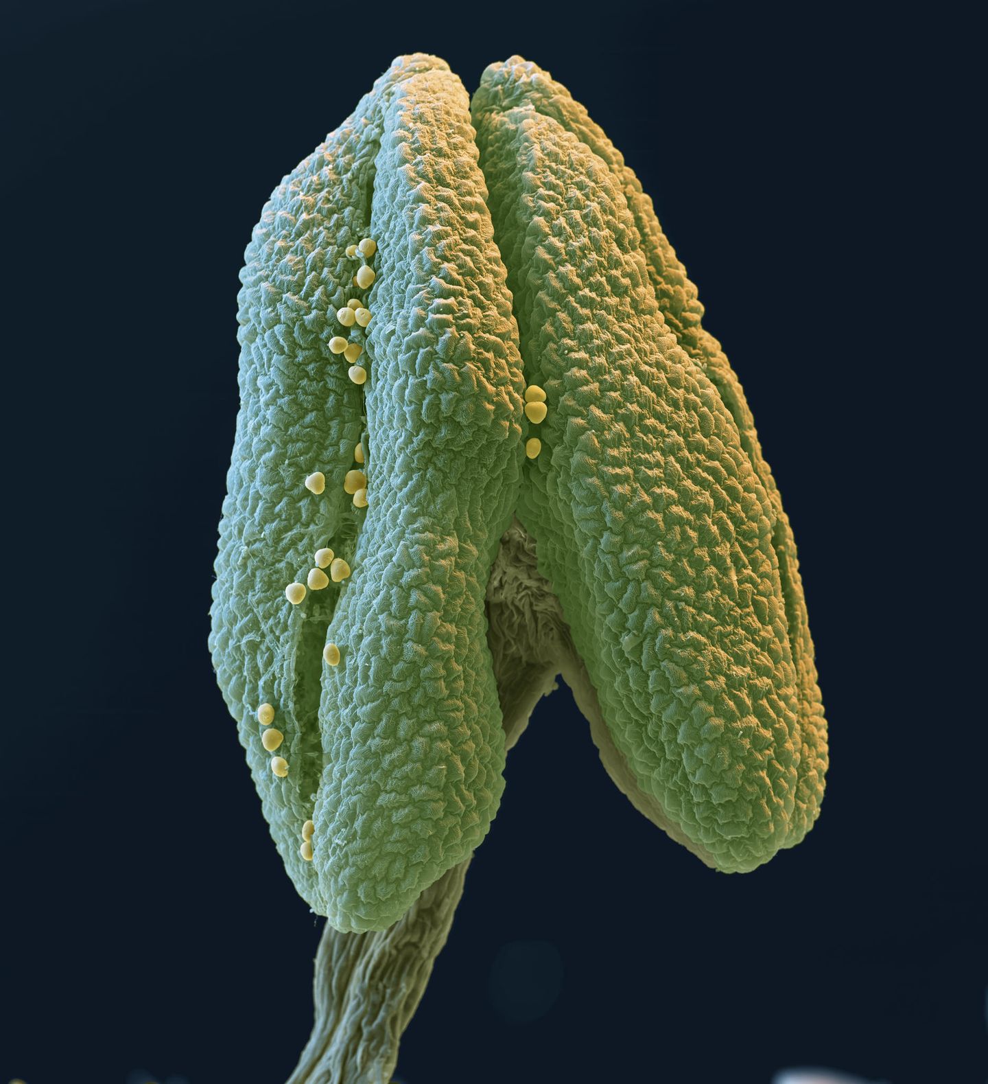 Linde: In der sonnigen Saison Linde Pollen rasterelektronenmikroskopische Aufnahme