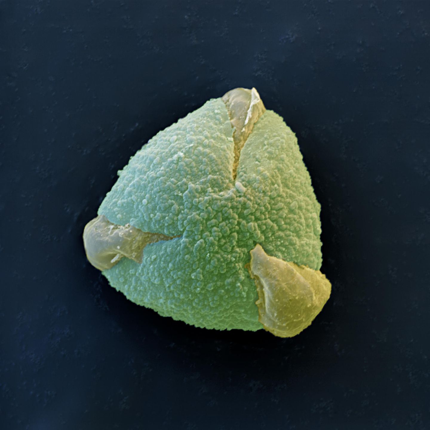 Eiche: Ein Pollen mit drei Ecken Eiche Pollen rasterelektronenmikroskopische Aufnahme